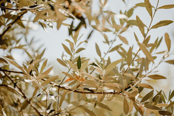 Gros plan sur les feuilles de l'olivier