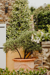 Fototapeta na wymiar L'olivier dans son pot devant la maison provençale