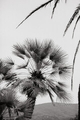 Palmiers en noir et blanc