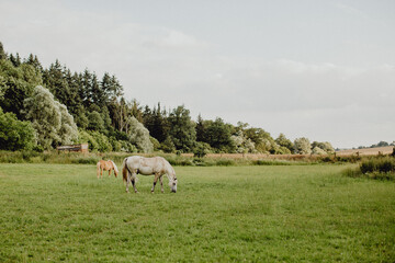 Obraz na płótnie Canvas Les chevaux dans le pâturage