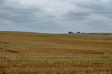 Obraz premium agricultural landscape with a stubble field under a cloudy sky