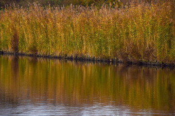 Reeds next to a lake