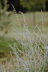 Brindilles en croissance dans l'espace vert