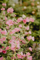 Buisson de fleurs roses dans le jardin