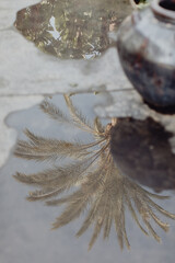 Reflet de feuilles de palmiers dans la flaque d'eau