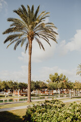 Le palmier au bord de la piscine de l'hôtel