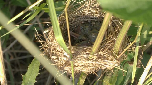 Nest of field bird with newborn chicks in tall dense grass