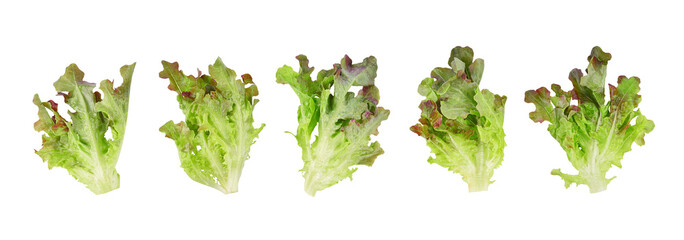 Fresh red lettuce isolated on transparent background. PNG
