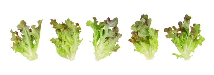 Fresh red lettuce isolated on transparent background. PNG