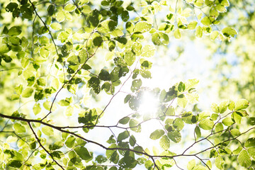 Obraz na płótnie Canvas green leaves on a tree