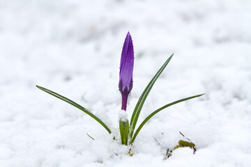 Change of weather: a Violet Crocus in snow