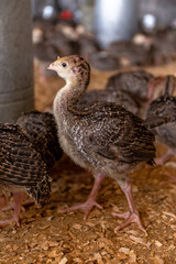 Aves, pollos, gallinas, gallos. pavos.