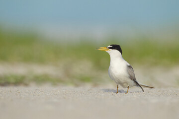 Least Tern on Outback Key at Fort DeSoto State Park near the Tampa Bay / Saint Petersburg area