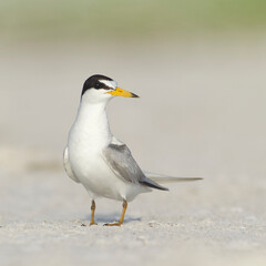 Least Tern - portrait of Tern on sandy beach along Florida's Gulf Coast near Lido Key and Sarasota