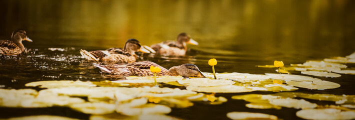Cute brown ducklings swim in the river, looking for food among the leaves and flowers of water lilies on a summer day. Flora and fauna of reservoirs. Wild birds.