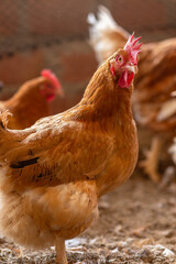 Aves, pollos, gallinas, gallos. pavos.