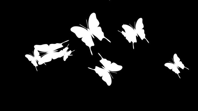 Springtime. White flying butterflies on black background. Animated abstract illustration on chroma key. Seamless loop
