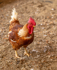 Aves, pollos, gallinas, gallos. pavos.