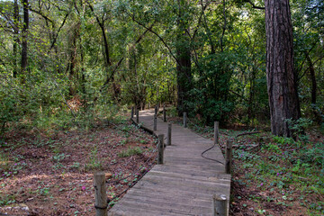 Green oriental sweetgum forest, Liquidambar orientalis, endemic to Turkey, Marmaris Gunnucek Milli Parki , Mugla