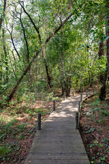 Green oriental sweetgum forest, Liquidambar orientalis, endemic to Turkey, Marmaris Gunnucek Milli Parki , Mugla