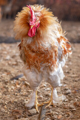 Aves, pollos, gallinas, gallos. pavos.