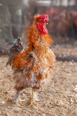 Aves, pollos, gallinas, gallos. pavos.