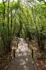 Obraz premium Green oriental sweetgum forest, Liquidambar orientalis, endemic to Turkey, Marmaris Gunnucek Milli Parki , Mugla