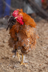 Aves, pollos, gallinas, gallos. pavos.