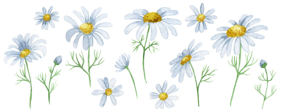 watercolor drawing set of chamomile flowers. wildflowers