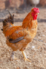 Fototapeta premium Aves, pollos, gallinas, gallos. pavos.