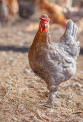 Aves, pollos, gallinas, gallos. pavos.