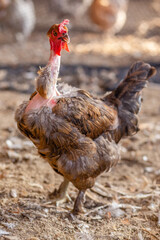 Aves, pollos, gallinas, gallos. pavos.