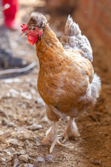 Aves, pollos, gallinas, gallos. pavos.