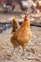 Aves, pollos, gallinas, gallos. pavos.