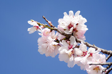 Almond blossom blooming in spring with blue sky in the background. Spring concept