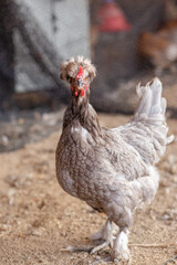 Fototapeta premium Aves, pollos, gallinas, gallos. pavos.