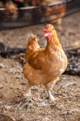 Aves, pollos, gallinas, gallos. pavos.