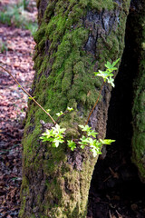 Green oriental sweetgum forest, Liquidambar orientalis, endemic to Turkey, Marmaris Gunnucek Milli Parki , Mugla