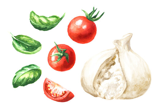 Burrata italian soft cheese with tomatoes and basil set.  Hand drawn watercolor illustration  isolated on white background