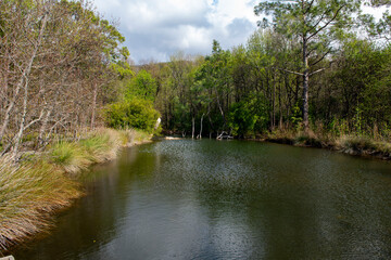 Green oriental sweetgum forest, Liquidambar orientalis, endemic to Turkey, Marmaris Gunnucek Milli Parki , Mugla