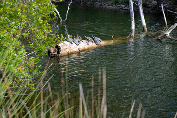 Green oriental sweetgum forest, Liquidambar orientalis, endemic to Turkey, Marmaris Gunnucek Milli Parki , Mugla