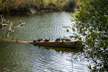 Green oriental sweetgum forest, Liquidambar orientalis, endemic to Turkey, Marmaris Gunnucek Milli Parki , Mugla