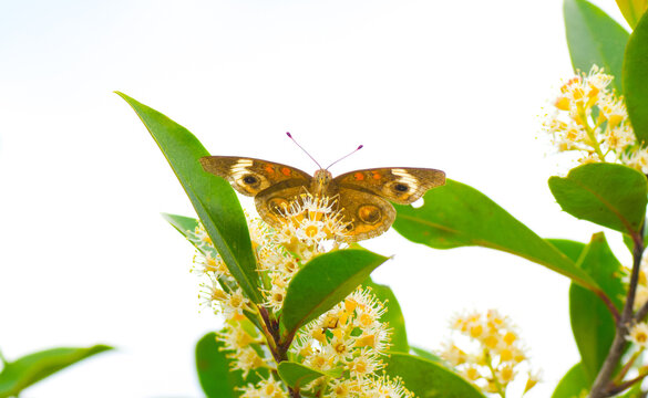 Common buckeye butterfly - Junonia coenia - high up in a tree.  Viewed from below