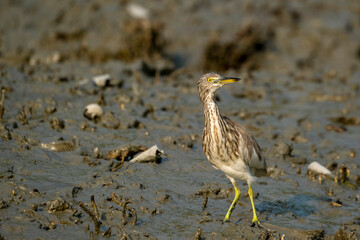 pond heron