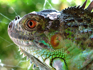 Fototapeta premium Green iguana (Iguana iguana) portrait