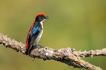 Scarlet back flower picker at Satchori forest