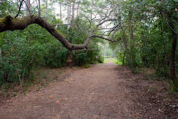 Naklejka premium Green oriental sweetgum forest, Liquidambar orientalis, endemic to Turkey, Marmaris Gunnucek Milli Parki , Mugla