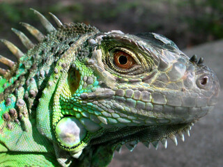 Green iguana (Iguana iguana) portrait
