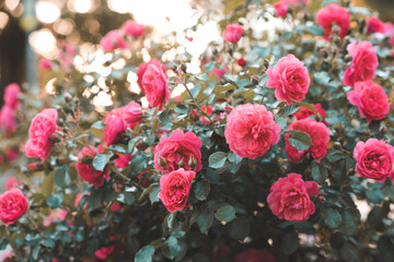Blooming bushes with pink rose flowers over sunset closeup. Spring season nature background.