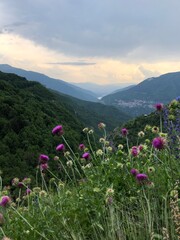 Fototapeta premium flowers in the mountains